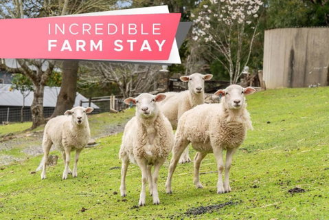 Carawatha On The Range - Unique Farm Stay - Holiday Byron Bay 0