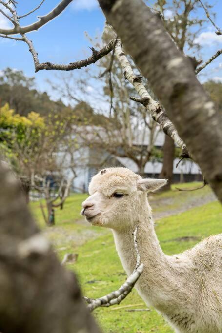 Carawatha On The Range - Unique Farm Stay - Holiday Byron Bay 3