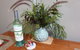 Equestrian Farm Stay - thumb 4
