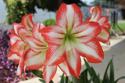 Golden Harvest Motor Inn Moree - Holiday Byron Bay 3