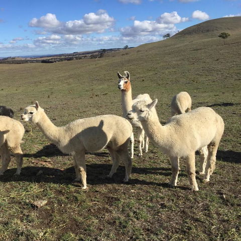 GOULBURN ALPACA FARM STAY - Holiday Byron Bay 0