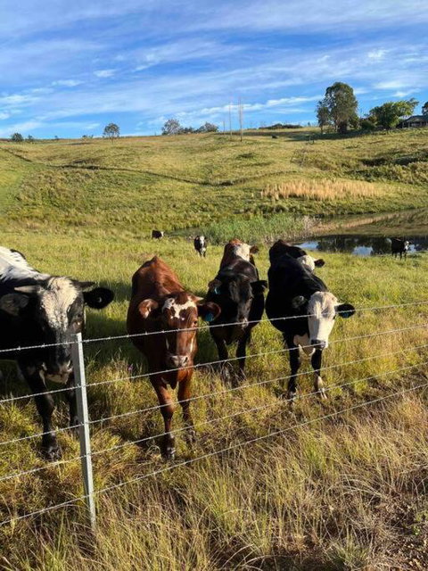 Modern Farmhouse - Holiday Byron Bay 3