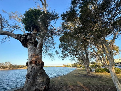 River Gum Apartment - Holiday Byron Bay 2