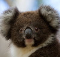 Bimbi Park - Camping Under Koalas - Holiday Byron Bay