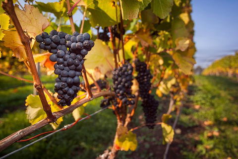 Half Day Tamar Valley Wine Tour - Holiday Byron Bay 1
