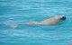 Snubfin Dolphin Eco Cruise From Broome - thumb 0