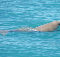 Snubfin Dolphin Eco Cruise from Broome - Holiday Byron Bay