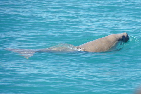 Snubfin Dolphin Eco Cruise From Broome - Holiday Byron Bay 0