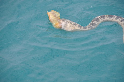 Snubfin Dolphin Eco Cruise From Broome - Holiday Byron Bay 2