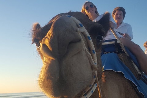 Broome Pre-sunset Camel Tour 30 Minutes - Holiday Byron Bay 1