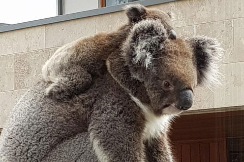 Adelaide Shore Excursion: Adelaide City Tour By Private Limo - Holiday Byron Bay 4