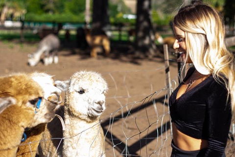 O'Reilly's & Lamington National Park Incl. Alpaca Farm + Vineyard - Holiday Byron Bay 3