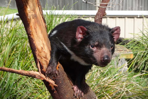 Tasmania 6 Day 'Tour In Circle' - Holiday Byron Bay 1