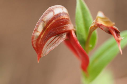 Wave Rock, Wild Flowers And Astro Photography - Holiday Byron Bay 2