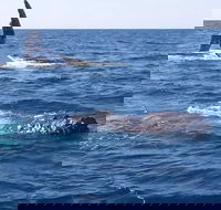 Noosa Whale Watching - Holiday Byron Bay