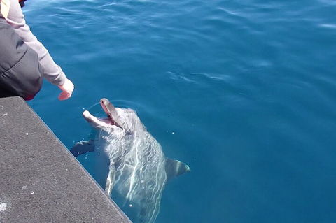 Noosa Wild Dolphin Safari - Holiday Byron Bay 0