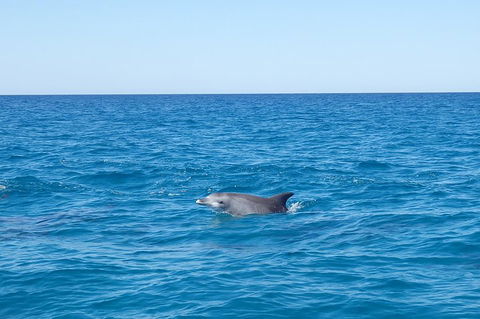 Noosa Wild Dolphin Safari - Holiday Byron Bay 1