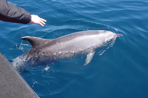 Noosa Wild Dolphin Safari - Holiday Byron Bay 2