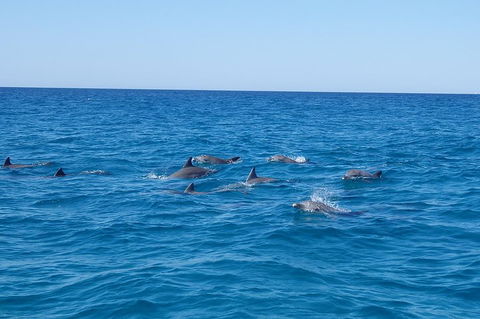 Noosa Wild Dolphin Safari - Holiday Byron Bay 3