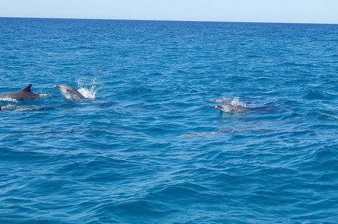Noosa Wild Dolphin Safari - Holiday Byron Bay 4