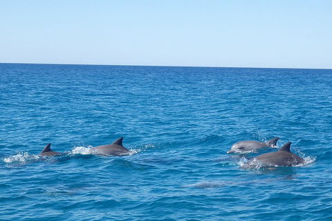 Noosa Wild Dolphin Safari - Holiday Byron Bay 5