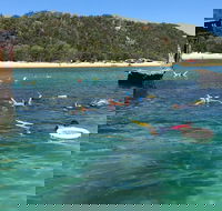 All Inclusive Dolphin and Tangalooma Wrecks Cruise - Holiday Byron Bay