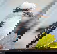 Small Group Great Ocean Road  12 Apostles Tour