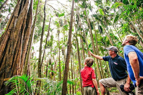 Natural Bridge & Springbrook Waterfalls Tour + Hot Air Balloon With Breakfast - Holiday Byron Bay 5