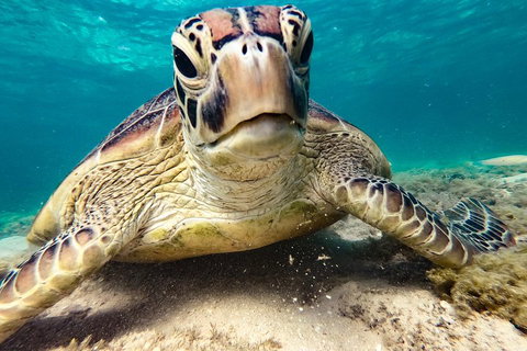 Sail, Snorkel, SUP & Kayak Charter Whitsundays - Holiday Byron Bay 0
