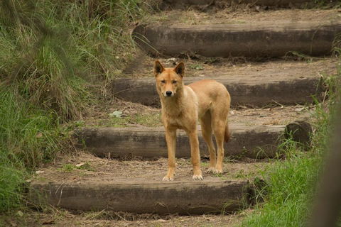 Blue Mountains Small-Group Insider Tour From Sydney - Holiday Byron Bay 3