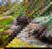 Cradle Mountain National Park Day Tour from Launceston - Holiday Byron Bay