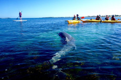 Penguin And Seal Islands Sea Kayaking Experience - Holiday Byron Bay 0