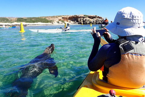 Penguin And Seal Islands Sea Kayaking Experience - Holiday Byron Bay 2