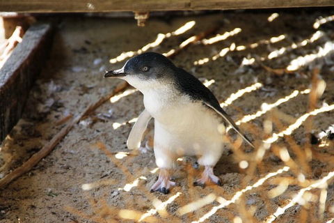 Penguin And Seal Islands Sea Kayaking Experience - Holiday Byron Bay 3