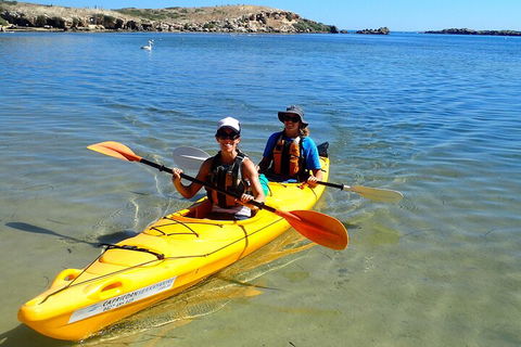 Penguin And Seal Islands Sea Kayaking Experience - Holiday Byron Bay 5