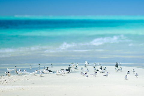 Private Coral Cay Bubbles Tour - Holiday Byron Bay 2