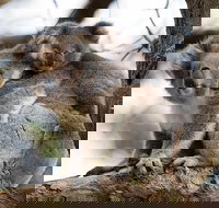 Great Ocean Road Sunset Tour from Melbourne