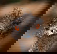 Currumbin Wildlife Sanctuary General Entry Ticket - Holiday Byron Bay