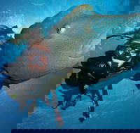 Great Barrier Reef Snorkeling and Diving Cruise from Cairns - Holiday Byron Bay