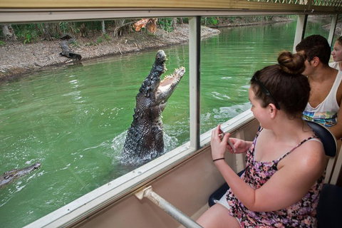 Breakfast With The Koalas At Hartley's Crocodile Park From Cairns Or Palm Cove - Holiday Byron Bay 4