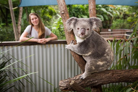 Breakfast With The Koalas At Hartley's Crocodile Park From Cairns Or Palm Cove - Holiday Byron Bay 5