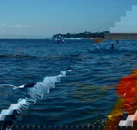 Mornington Peninsula Kayak Coastline Tour of Dolphin Sanctuary - Holiday Byron Bay