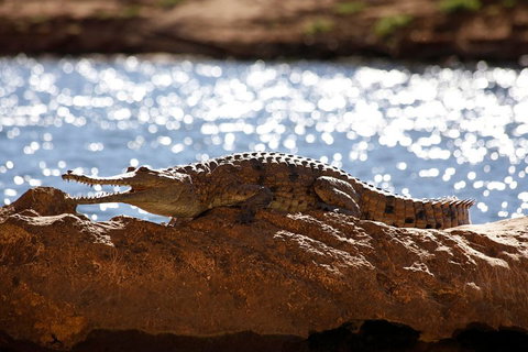 Windjana Explorer - Holiday Byron Bay 5