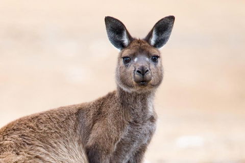 Kangaroo Island Luxury Small Group 'East End Explorer' Full Day Tour - Holiday Byron Bay 1