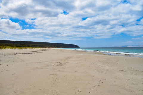 Kangaroo Island Luxury Small Group 'East End Explorer' Full Day Tour - Holiday Byron Bay 3