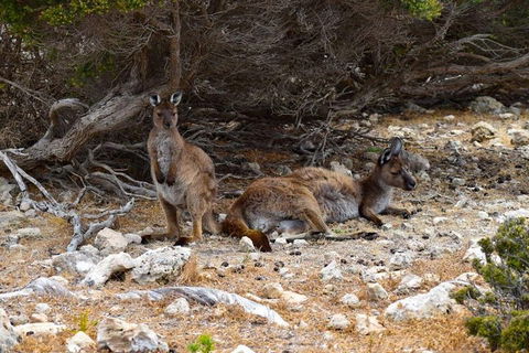 Kangaroo Island Luxury Small Group 'East End Explorer' Full Day Tour - Holiday Byron Bay 4