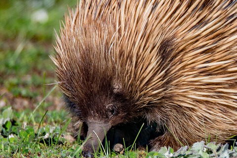 Kangaroo Island Luxury Small Group 'East End Explorer' Full Day Tour - Holiday Byron Bay 5