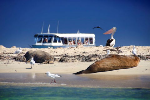 Dolphin, Penguin And Sea Lion Cruise - Holiday Byron Bay 1