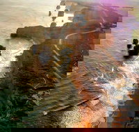 Full-Day Great Ocean Road and 12 Apostles Sunset Tour from Melbourne