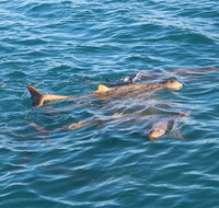 Roebuck Bay Snubfin Dolphin Cruise - Holiday Byron Bay